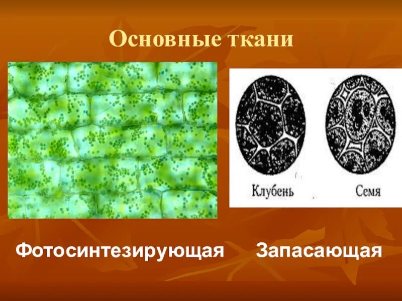 Запасная ткань растений. Основная ткань фотосинтезирующая и запасающая. Основная фотосинтезирующая ткань растений. Фотосинтезирующая ткань. Основные ткани.