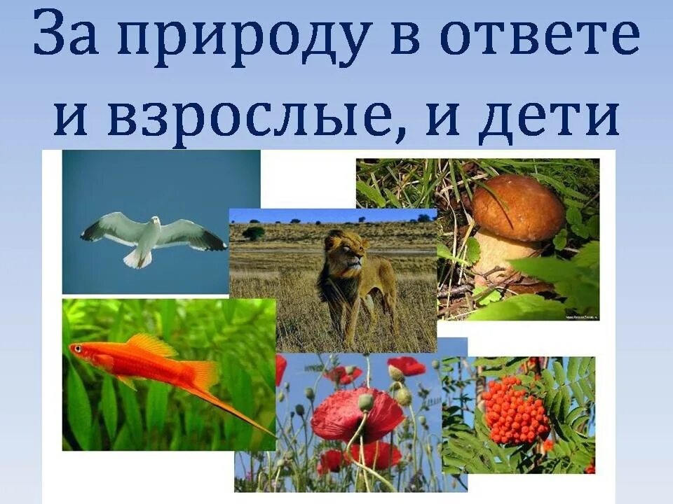 Программа живой мир. Заглянем в мир живой природы. за природу в ответе и взрослые и дети. путешествие в мир живой природы. в мире живой природы.