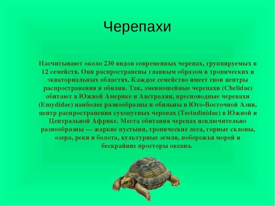 Черепаха сообщение 8 класс. Класс пресмыкающиеся отряд черепахи. Описание черепахи. Местообитание черепах. Черепахи всех видов.