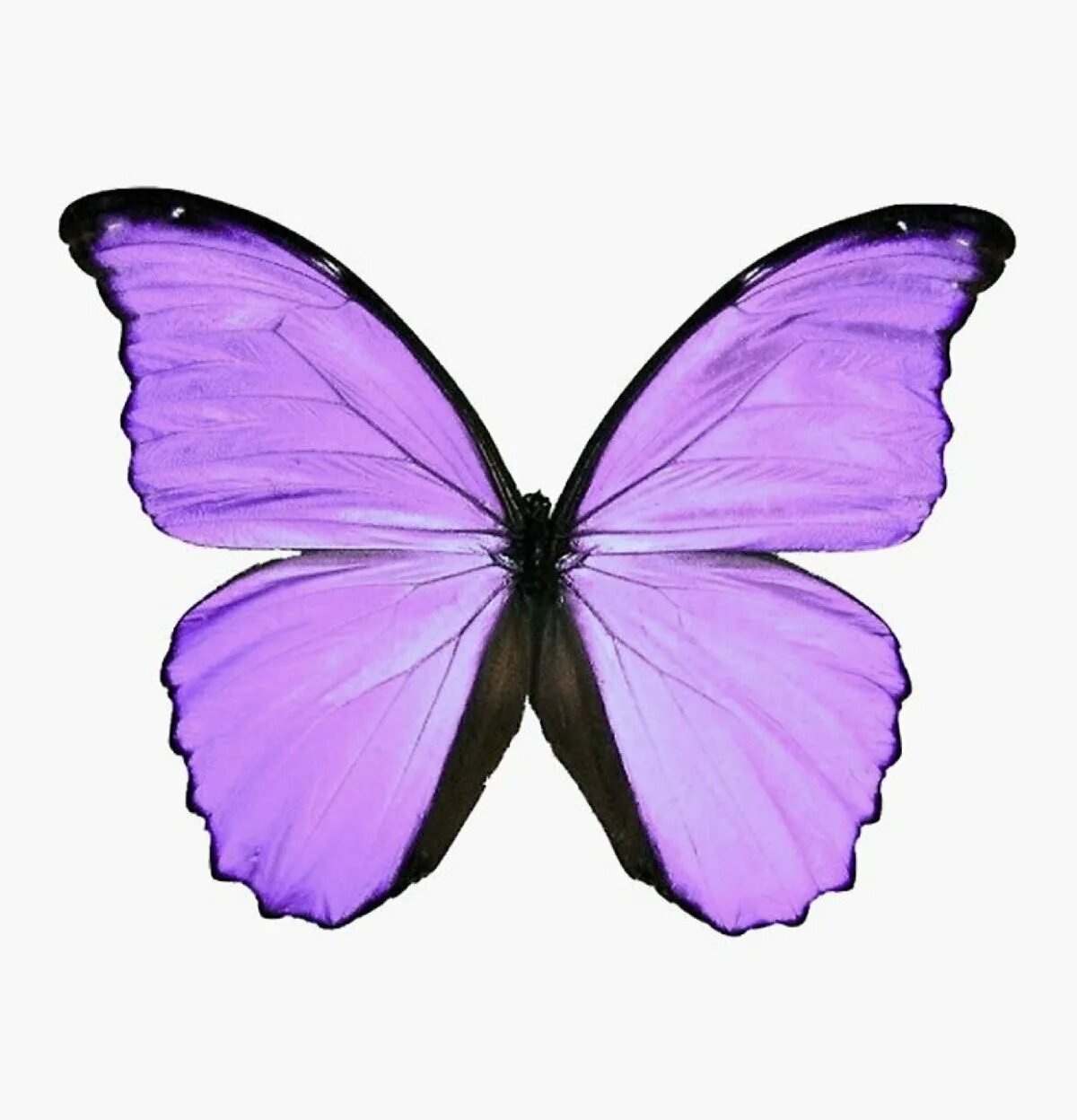 Фиолетовые бабочки картинки. Бабочка фиолетовая. Сиреневые бабочки. Бабочка лиловая. Бабочки сиреневые для печати.