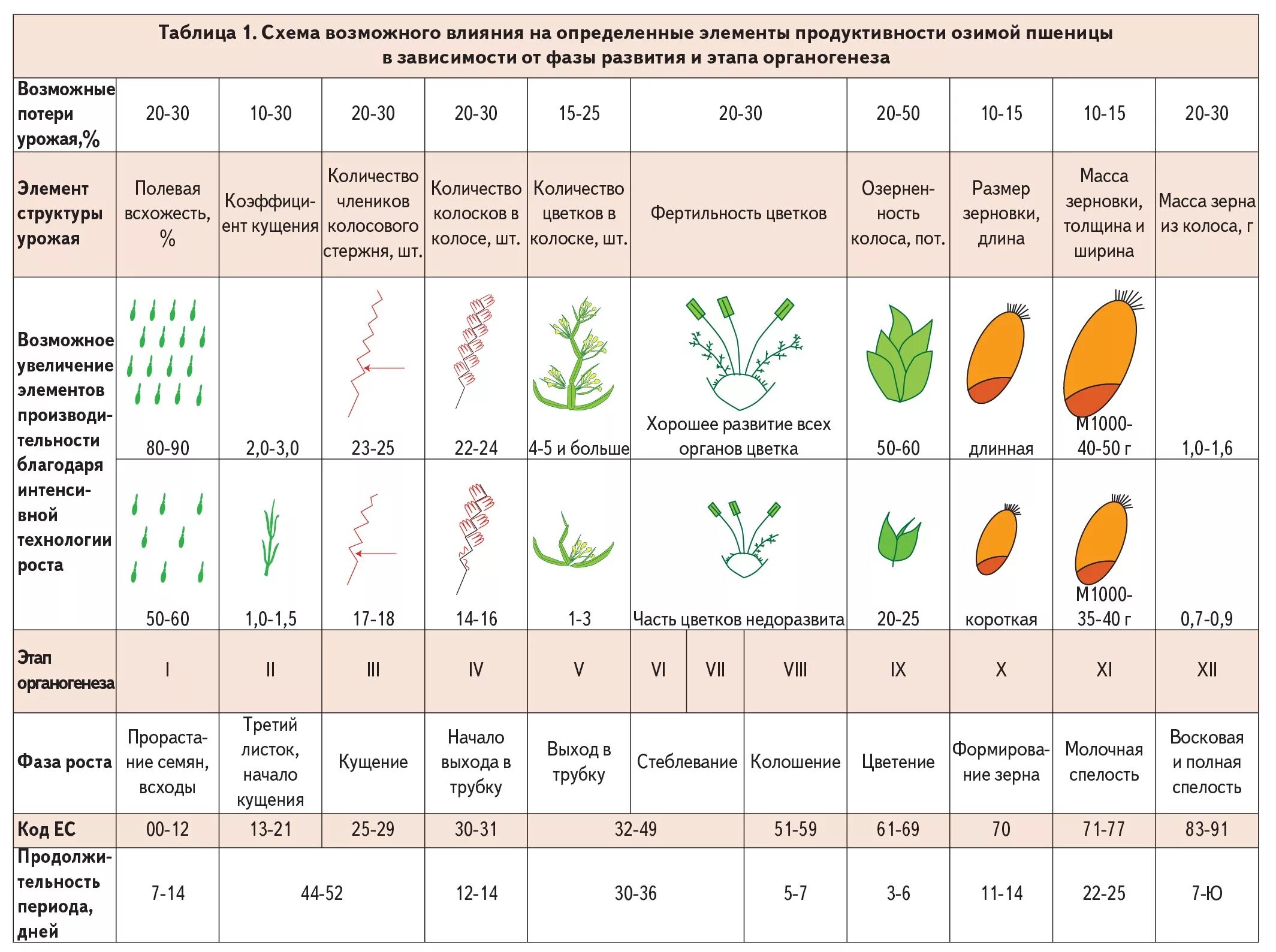 Этапы вегетации озимой пшеницы. Фазы вегетации озимой пшеницы. Фазы роста озимой пшеницы таблица. Срок созревания пшеницы. От каких факторов зависит урожайность дикорастущих растений