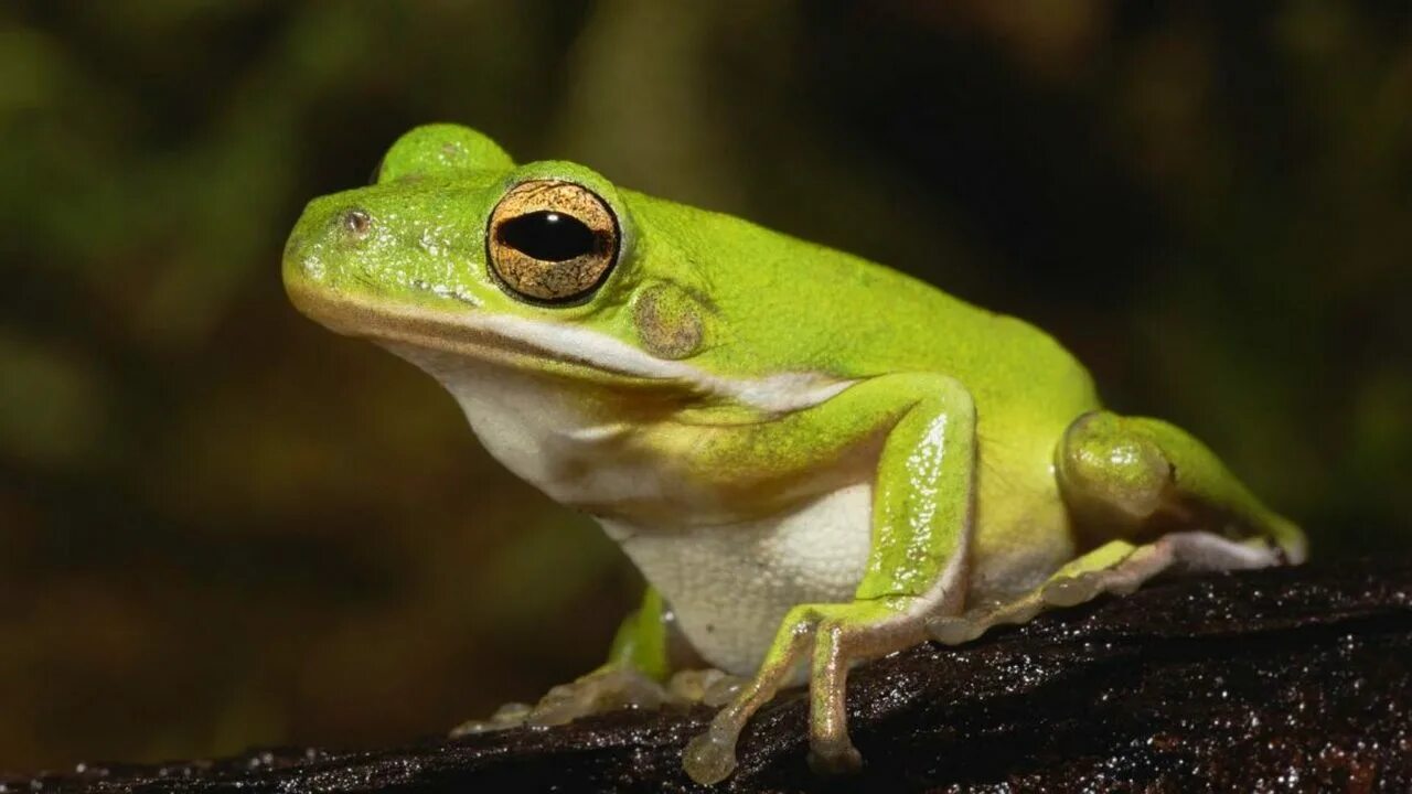 квакша шелковникова. что такое лягушка. земноводные бесхвостые зелёная лягушка. жаба и лягушка. лягушка грин фрог.