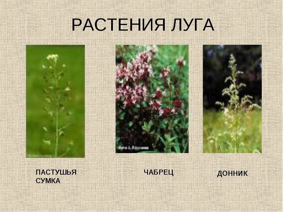Какие из растений нельзя увидеть на лугу. Луговые растения названия. травы на лугу названия. типичные растения луга. растения луга фото и названия.