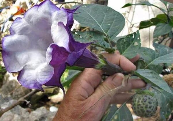 датура дурман махровый. дурман каштан. датура семена. датура пурпурная. дурман обыкновенный семена.