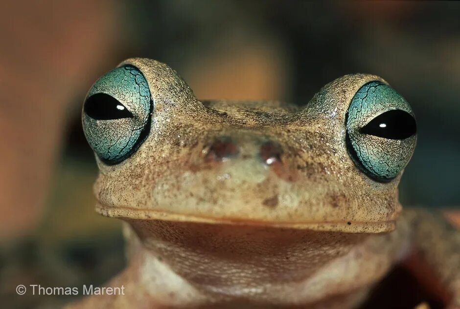 Frog Eye Eye illustration, Photography techniques, Unique photography