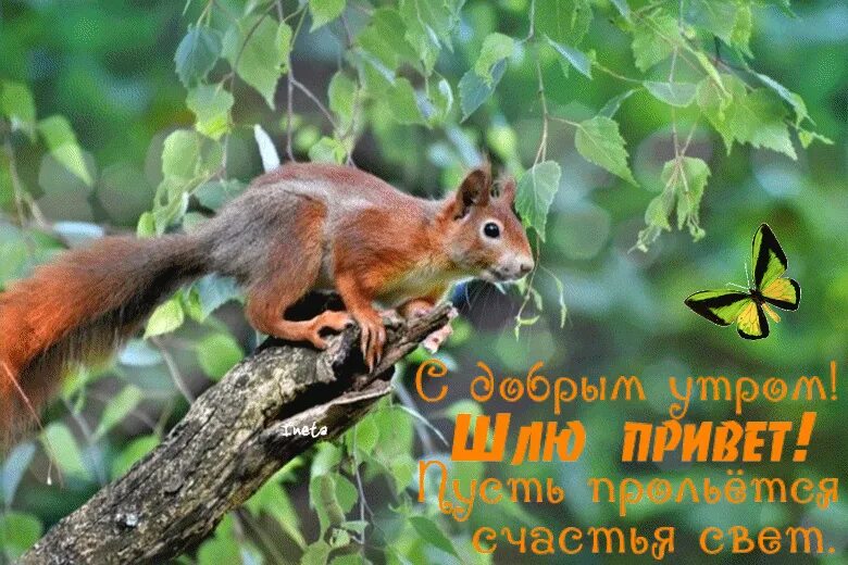 Картинки с добрым утром с белочкой. Доброе утро белка. с добрым утром белочка. открытки с добрым утром с белочками. добрая белка.