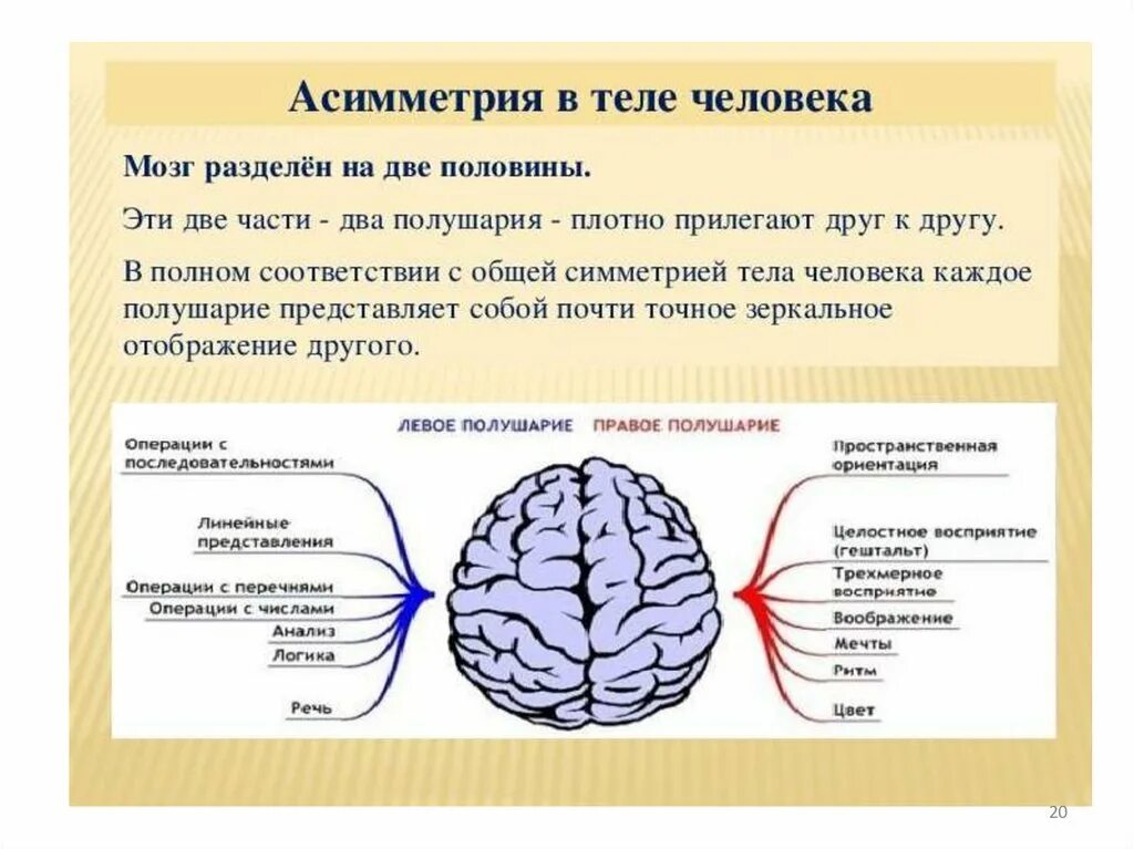 Полушарий мозга делятся. Асимметрия полушарий мозга. Мозг разделен на два полушария. Левое полушарие мозга. Функциональная асимметрия полушарий мозга.