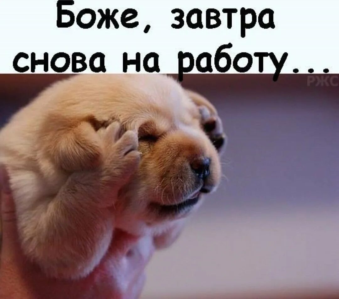 Опять л. Опять работать. Че такой борзый. Опять ты со своими. Завтра вторник.