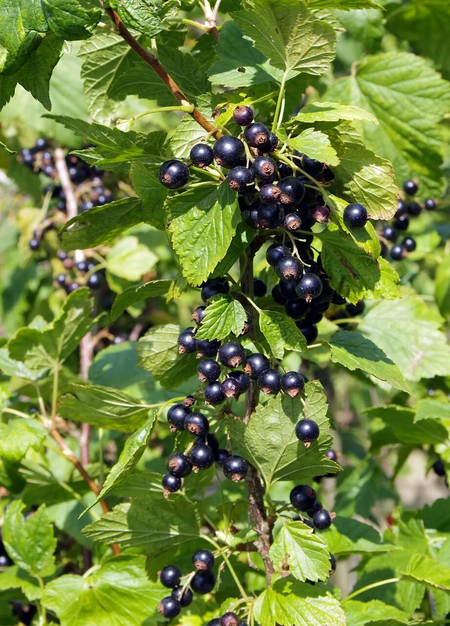 Кусты со смородиной