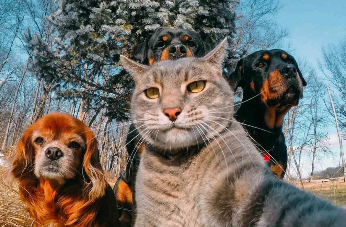 Cat in a dogs world. Кот селфи. Веселые животные. Селфи кота с собаками. Селфи кошки с собаками.