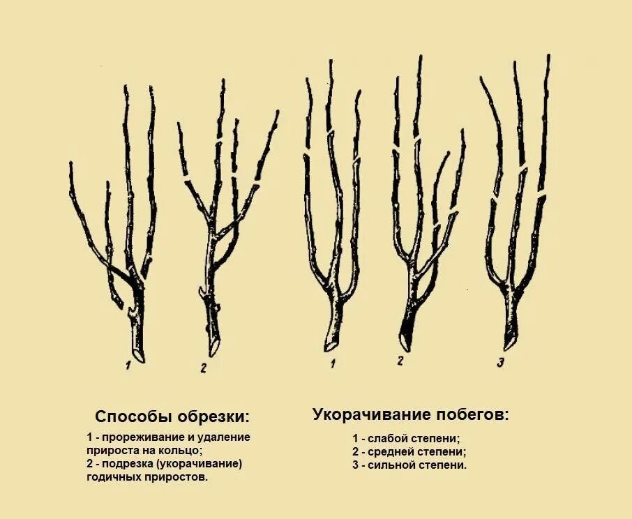 Можно ли обрезать побеги. Схема обрезки яблони весной. Схема подрезки груши весной. Схема обрезки колоновидной яблони. Обрезка плодовых деревьев яблонь.