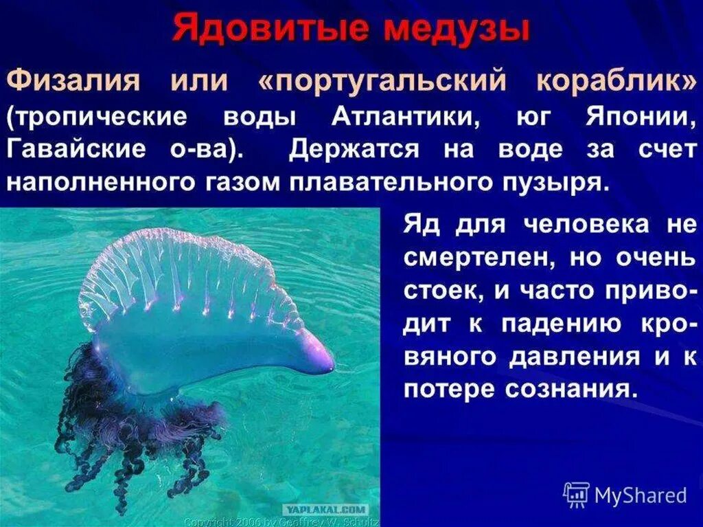 Сифонофоры это 3 класс литературное чтение