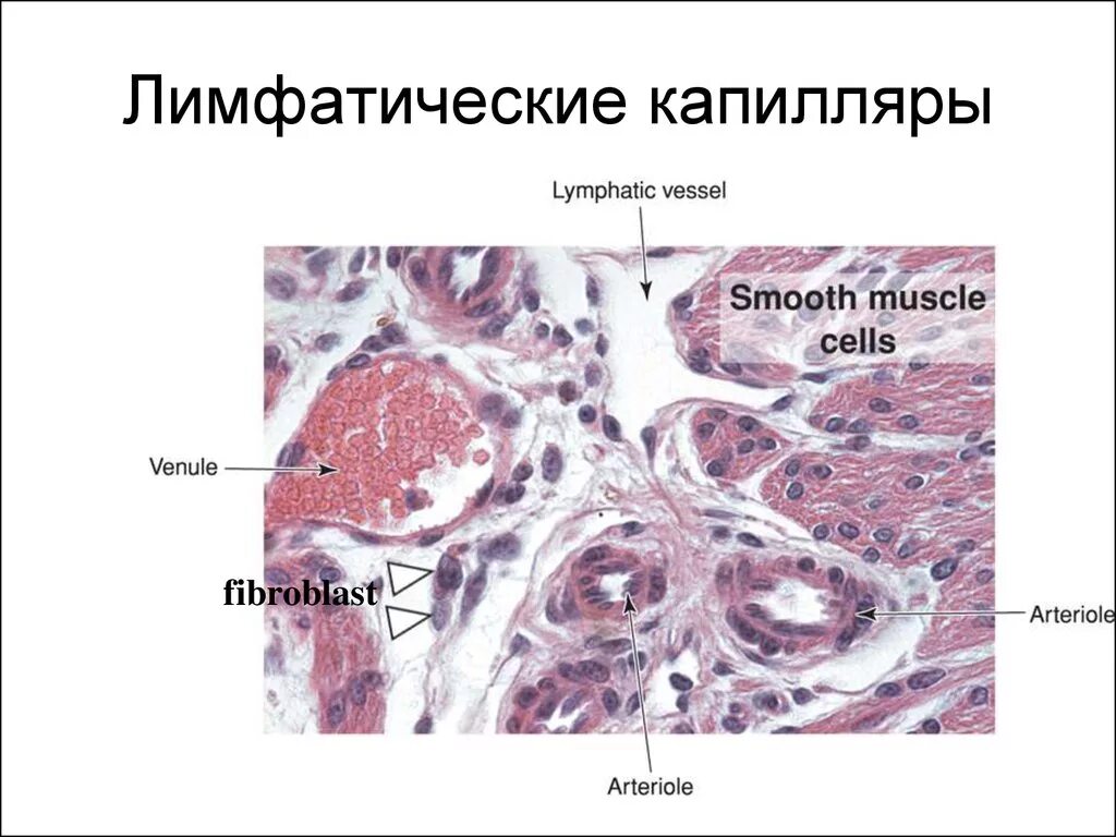 Капилляры гистология препарат. Строение лимфатического капилляра гистология. лимфатический сосуд гистология препарат. лимфатические сосуды гистология. лимфокапилляры гистология.