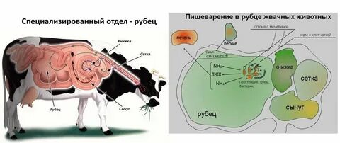 Какие функции выполняют микроорганизмы в рубце жвачных