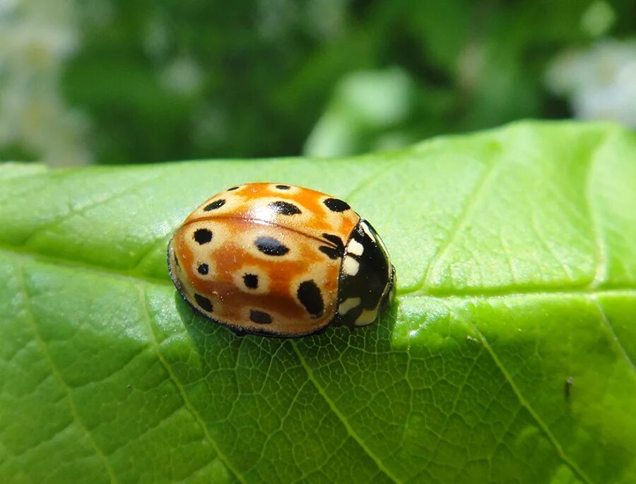 Коровка глазчатая. Глазчатая Божья коровка. Коровка глазчатая anatis ocellata. Семнадцатиточечная Божья коровка. Коровка 10