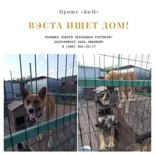 Приют бим