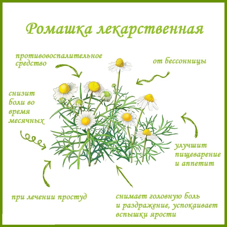 Ромашка при месячных. Полезные цветы для аптеки. ромашка аптечная при каких заболеваниях. чем полезна ромашка для организма человека. полевые травы полезные для организма.
