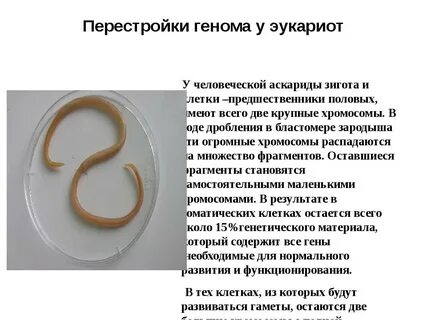 Боли при аскаридозе