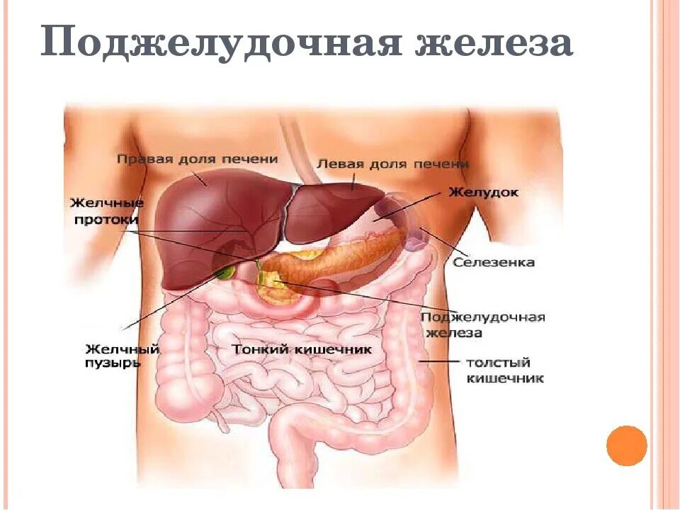 Место боли поджелудочной железы. Анатомия человека поджелудочная железа расположение. Где находится поджелудочная железа у человека с какой стороны фото. Строение человека внутренние органы поджелудочная. Структура органов человека поджелудочная железа.