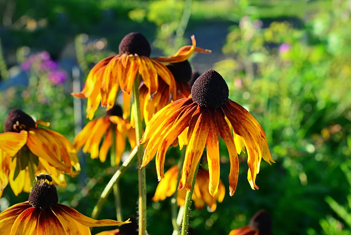 Рудбекия. Рудбекия волосистая блэкайдсюзан. Рудбекия. Эхинацея purpurea. Рудбекия глориоза даубл.