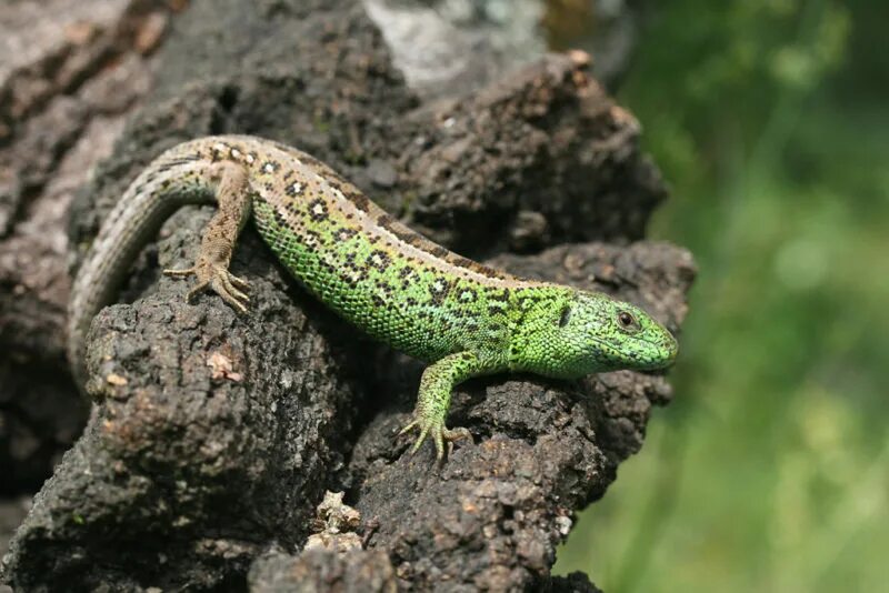 Ящерицы в москве. Прыткая ящерица Lacerta Agilis. Ящерица прыткая (Lacerta Agilis Linnaeus). Ящерица прыткая горнокрымская. Прыткая ящерица (Lacerta Agilis l.),.