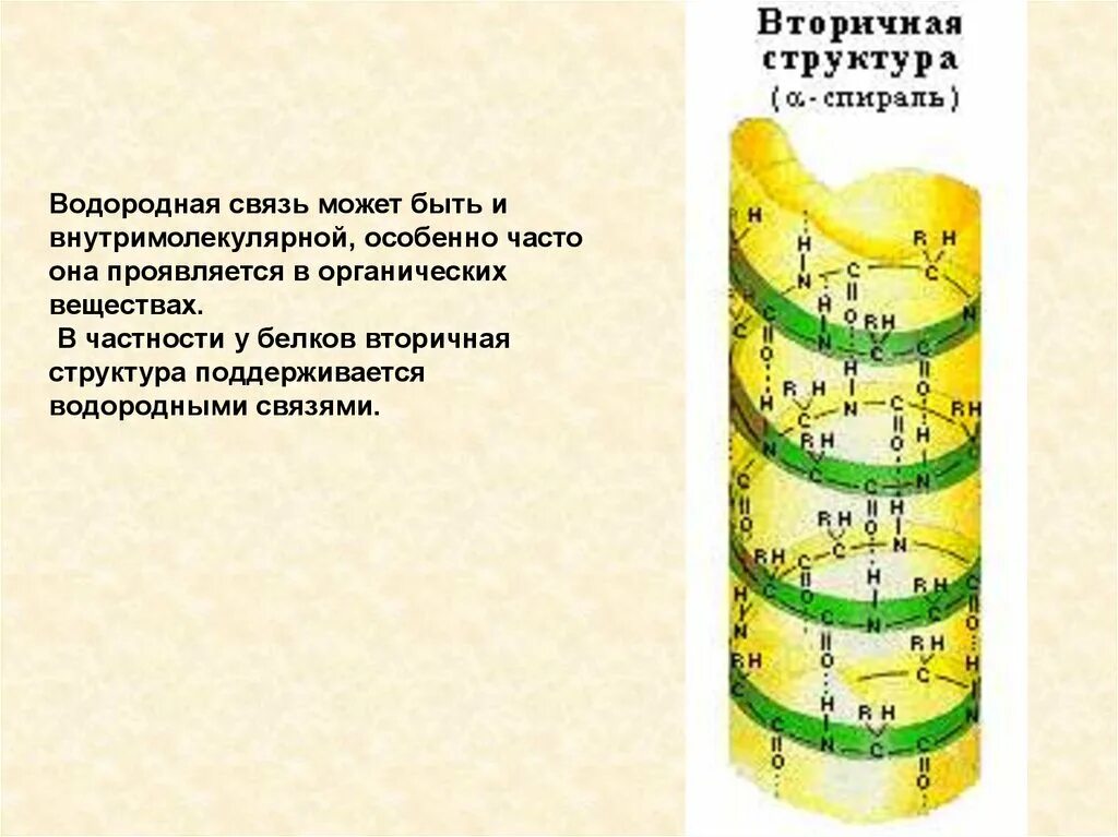 Водородные связи поддерживают вторичную структуру