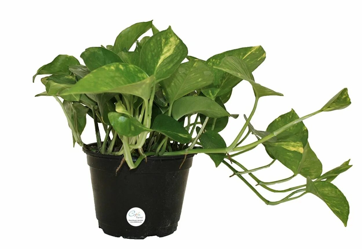 Филодендрон сциндапсус. Филодендрон голден потос. Эпипремнум золотой дракон. Филодендрон эпипремнум. Эпипремнум ауреум.