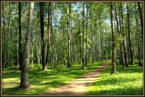 Сдэк воронеж березовая роща