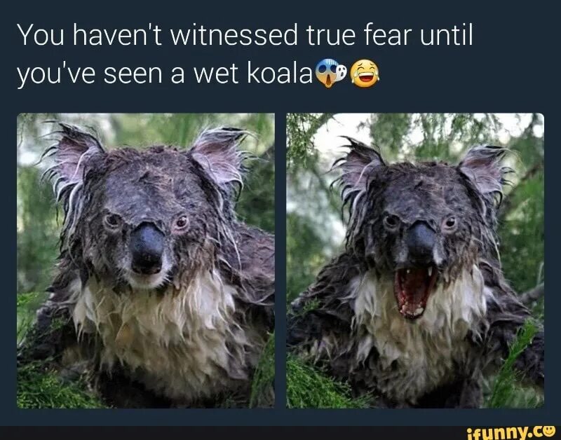 Мокрая коала почему. Мокрая коала. Мокрая коала 18 страшная.