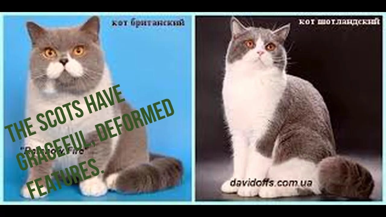Шотландская британская разница. Британская от шотландской кошки. Шотландский кот от британского. Британские коты и Шотландские отличия. Британец и шотландец разница.