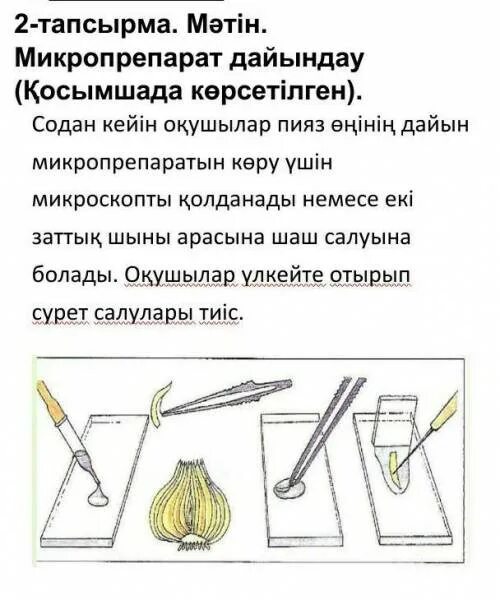Пример описания микропрепарата. Этапы приготовления микропрепарата. этапы приготовления микропрепарато. последовательность приготовления микропрепарата кожицы чешуи лука. ход приготовления микропрепарата.