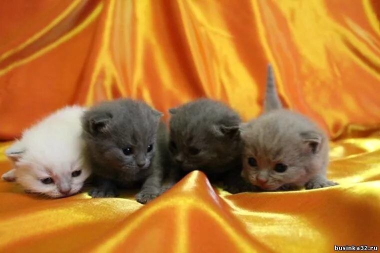 Котята которые только. Маленькие котята которые только родились. кутята которые только родились. только что родившиеся котята. котята маленькие только родились.