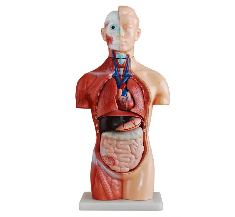 Модель органов человека. Модель торс человека 42 см. Макет "торс человека" 42 см. Модель "торс человека" (разборная). Анатомическая модель торса человека.