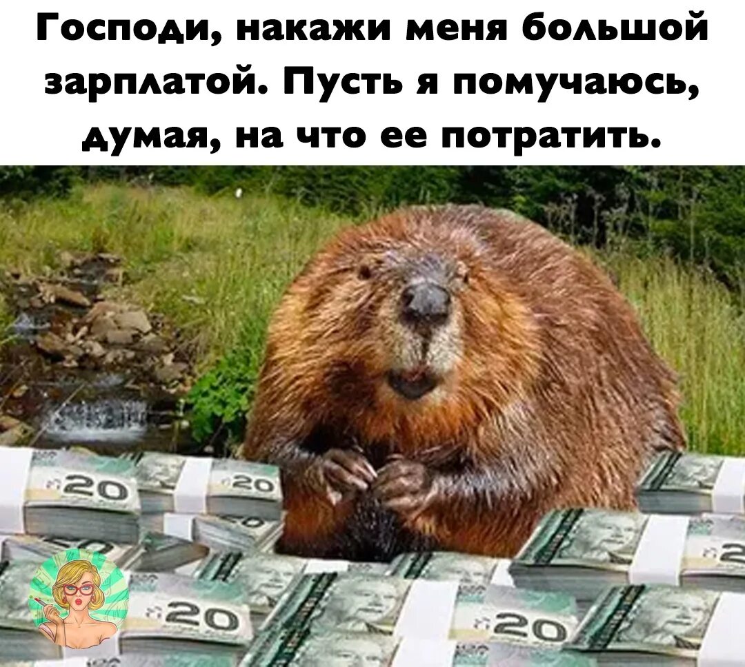 Бобр бай отдам. Богатые бобры. бобер смешной. бобер с деньгами. богатый бобер.