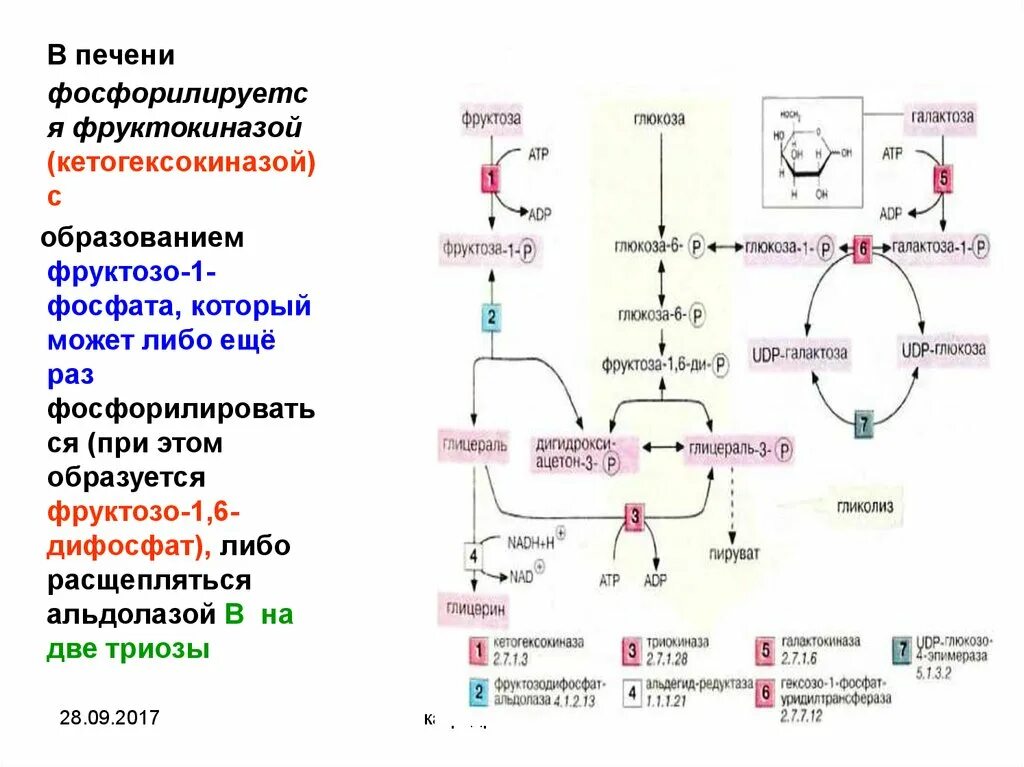 Образование д фруктозо 1.6 дифосфата из д фруктозо 6 фосфата. Фруктозо-6-фосфат фруктозо-1.6-дифосфат. Фруктозо 1 6 дифосфат биологическая роль. 1 6 Дифосфат фруктозы роль. Фруктоза и печень