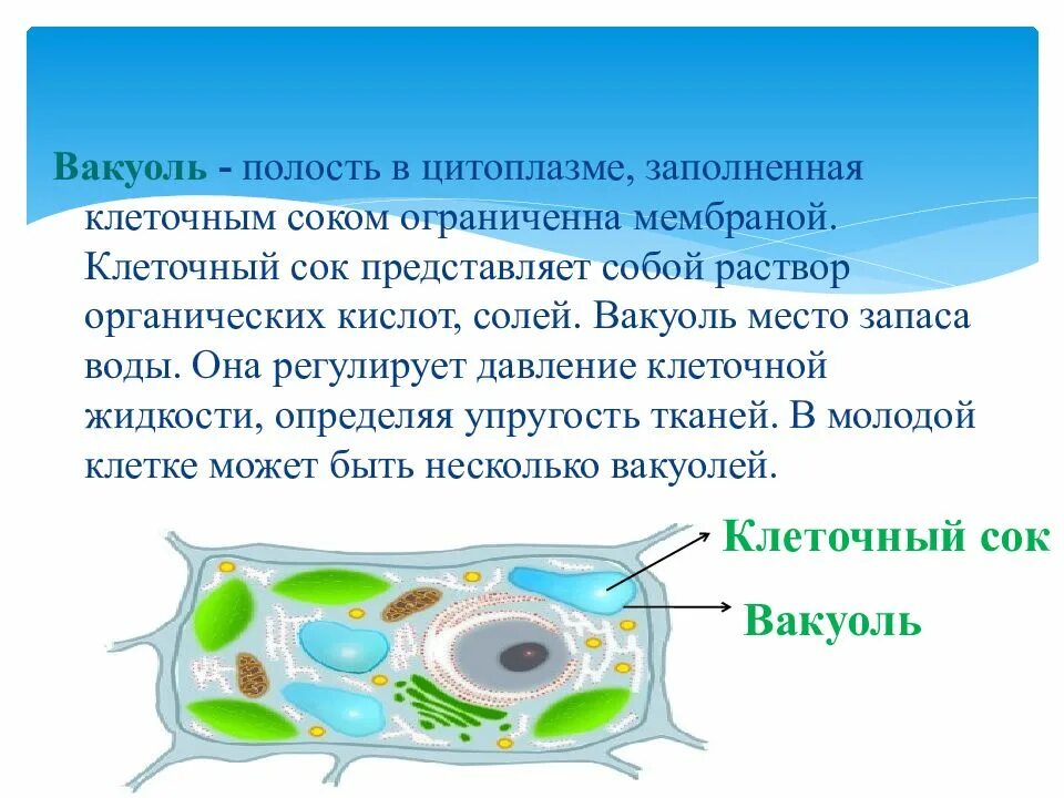 Содержится в клетках растений и животных