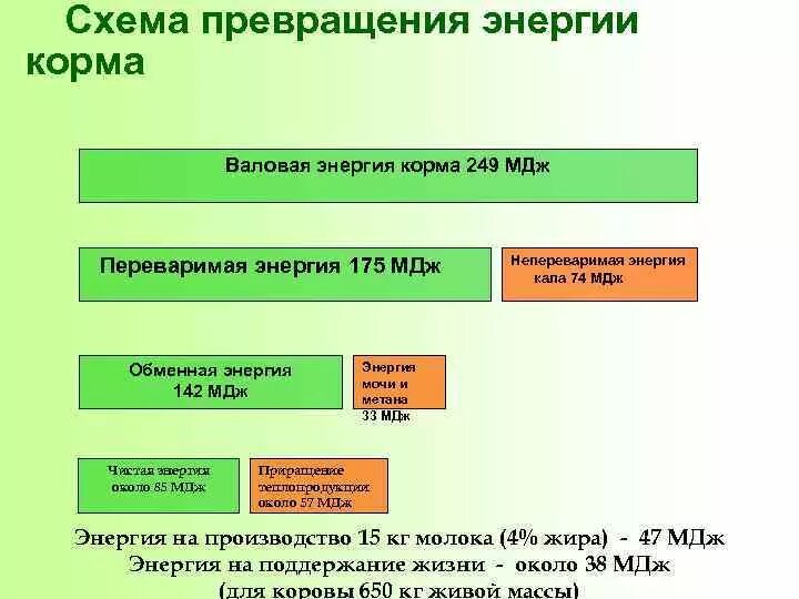 Валовая энергия. Валовая энергия корма. Схема превращения энергии. Валовая энергия корма схема. Обменная энергия корма это.