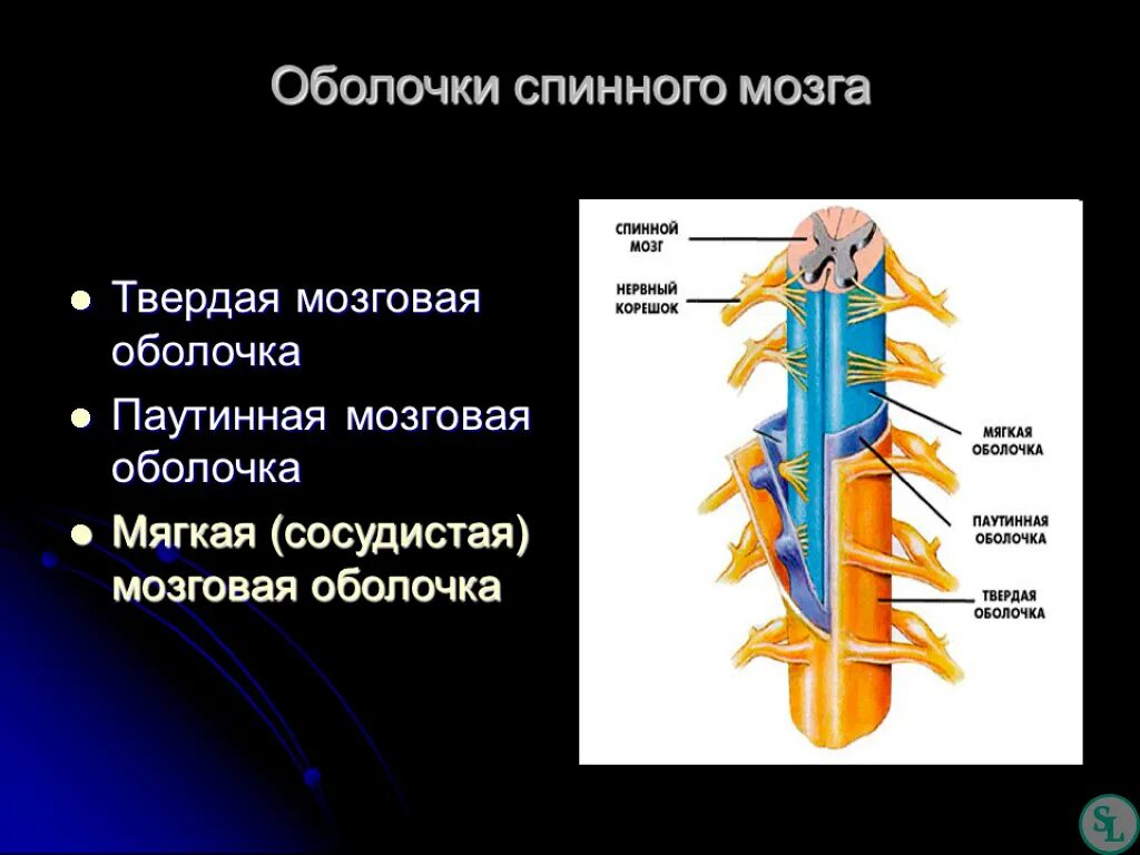 Спинной мозг выходит из. Схема строения оболочек спинного мозга. Твердая паутинная и мягкая оболочка спинного мозга. Схему оболочек спинного и головного мозга.. Твёрдая мозговая оболочка спинного мозга.