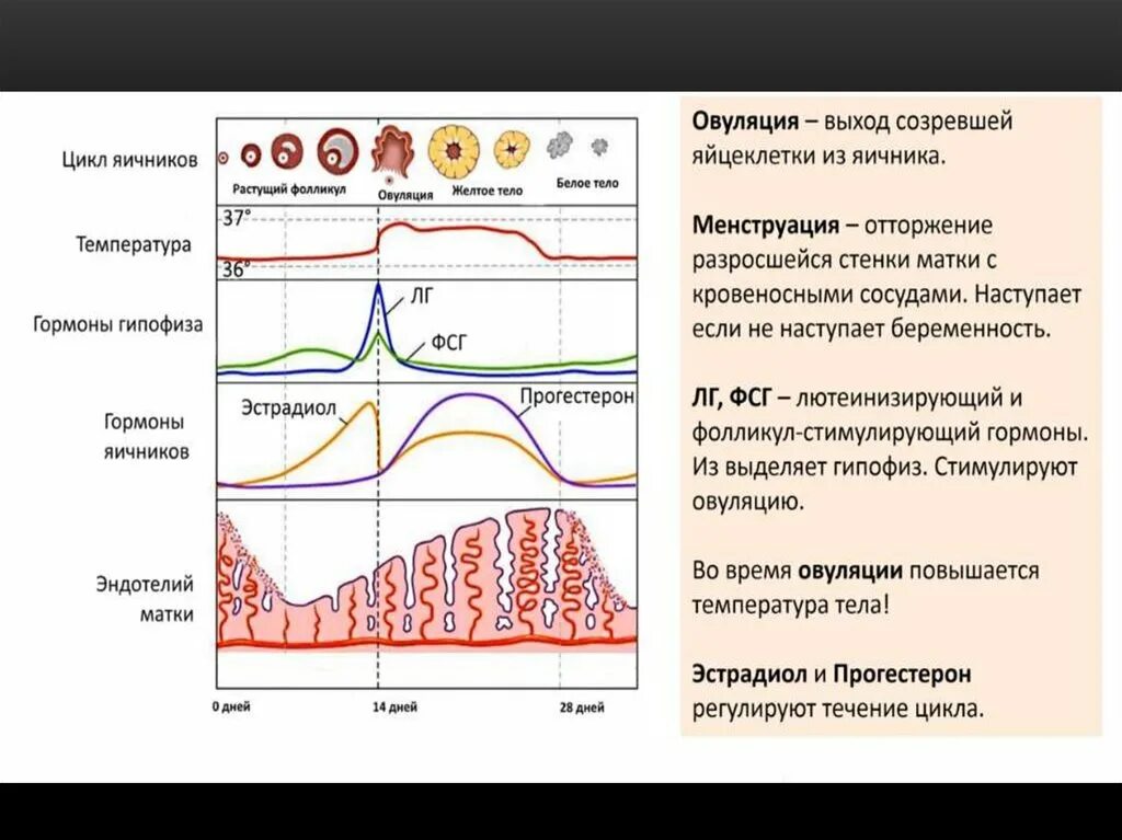 Система овуляции. Овариально маточный цикл. Фазы менструационного цикла анатомия. Фазы яичниковогоциклов. Яичниковый цикл и маточный цикл.