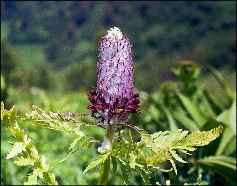 растение с сильно ветвящимся стеблем. симподиальное ветвление побега. Bidens frondosa. растение с сильно ветвящимся стеблем. мюленбекия спутанная.