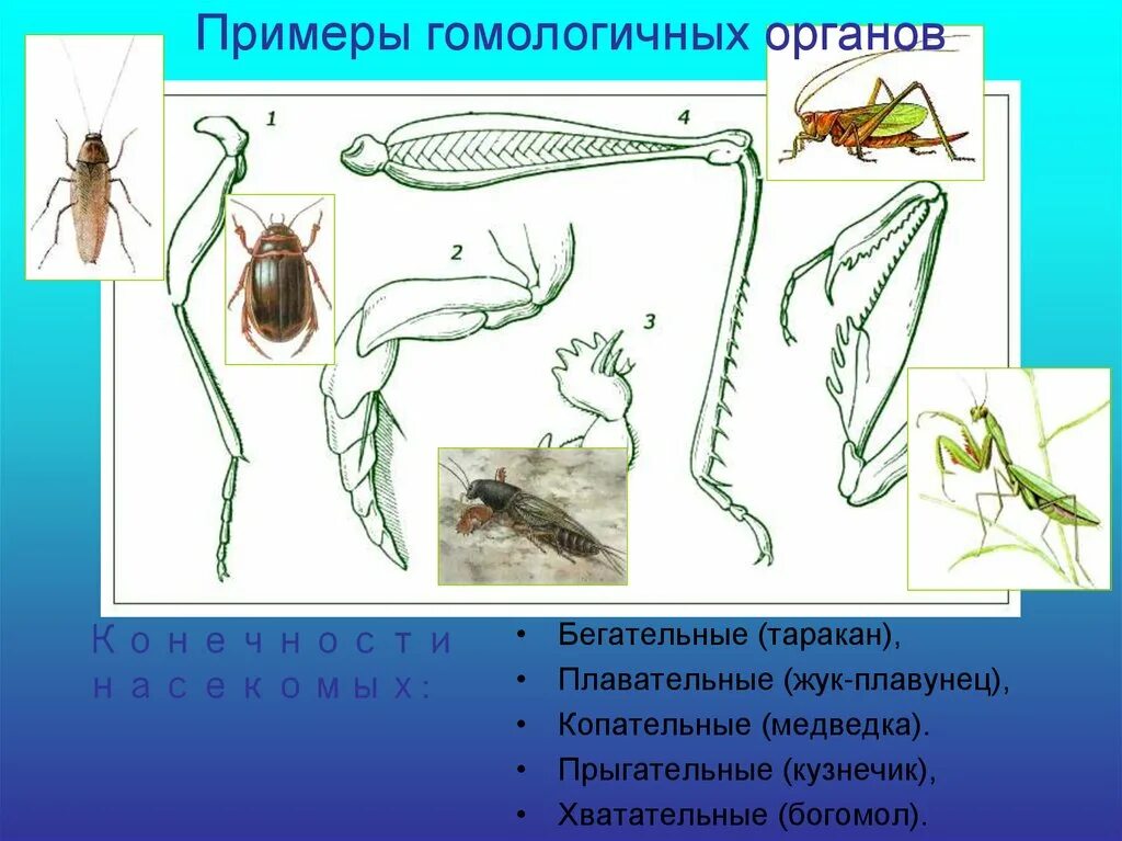 Конечности пчелы и кузнечика ласты дельфина. Жук плавунец Тип конечностей. Строение конечностей жука плавунца. Бегательные конечности насекомых строение. Плавательная конечность жука плавунца.