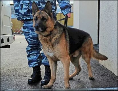 Собаки в полиции