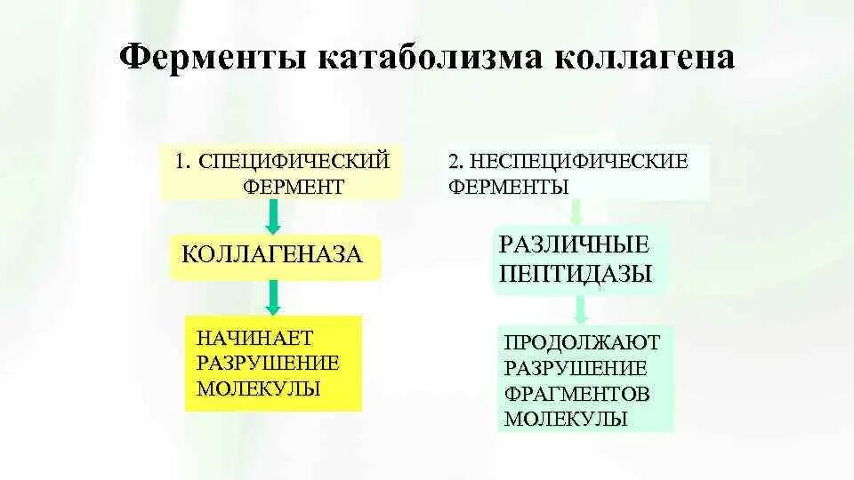 Какой фермент разрушает. Катаболизм коллагена. Ферменты катаболизма. Разрушение коллагена биохимия. Катаболизм коллагена схема.