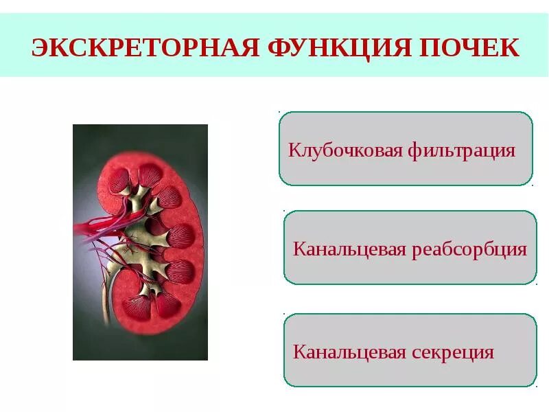 Секреторная и экскреторная функция почек. Секреторная функция почек. Секреторная и выделительная функция почек. Выделительная функция почек. Экскреторное дерево почки