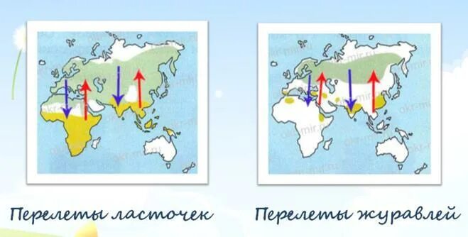 Направление осенних перелетов ласточек и журавлей. Перелеты ласточек и журавлей 1 класс. Направление осенних перелетов ласточек. Схема осенних перелетов ласточек.