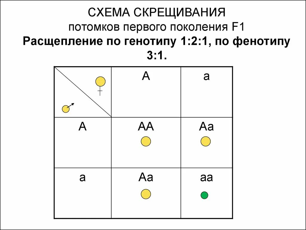 1:2:1 По фенотипу это скрещивание. Схема скрещивания. Схема скрещивания АА АА. Расщепление по генотипу.