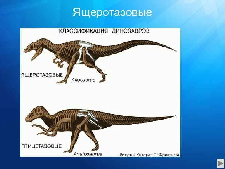 Птицы произошли от птицетазовых динозавров. Птицетазовые и ящеротазовые динозавры. ящеротазовые динозавры. классификация птицетазовых динозавров. птицытазовые тераподы.