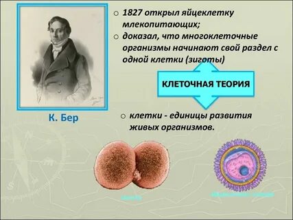 Самые маленькие размеры имеет яйцеклетка трески лягушки