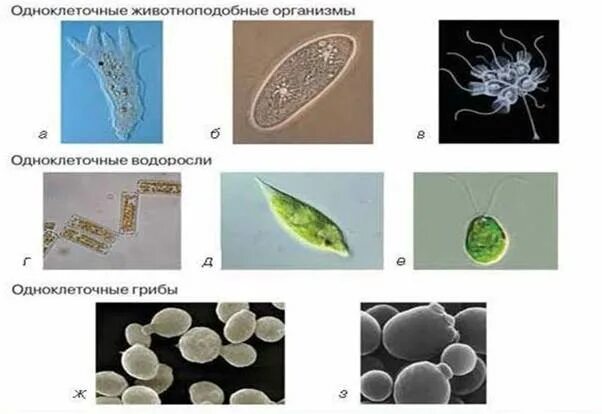 Временная форма существования бактерий и многих одноклеточных. Строение одноклеточных организмов. Формы одноклеточных организмов. Морские одноклеточные организмы. Примеры одноклеточных организмов.