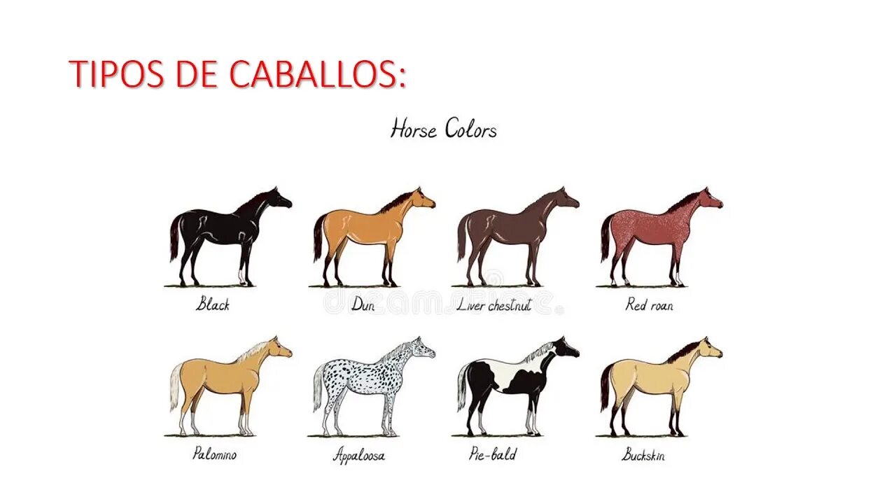 Как называется профессия где лошади. Цвета лошадей. Какого цвета лошадь. Цвета лошадей названия. Окрасы лошадей.